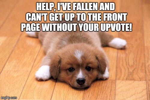Please have a heart and help this poor puppy up to the front page!  | HELP, I'VE FALLEN AND CAN'T GET UP TO THE FRONT PAGE WITHOUT YOUR UPVOTE! | image tagged in puppy,jbmemegeek,cute puppies,upvotes,front page | made w/ Imgflip meme maker