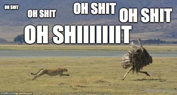 OH SHIIIIIIT | OH SHIT; OH SHIT; OH SHIT; OH SHIT; OH SHIIIIIIIT | image tagged in cheetah hunting ostrich,oh shit,memes,funny,chase,ostrich | made w/ Imgflip meme maker
