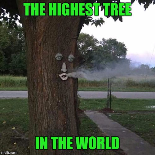 Smoking tree | THE HIGHEST TREE; IN THE WORLD | image tagged in funny memes,memes,420,facebook,instagram,twitter | made w/ Imgflip meme maker