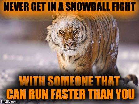 NEVER GET IN A SNOWBALL FIGHT; WITH SOMEONE THAT CAN RUN FASTER THAN YOU | image tagged in tiger,snowball,fight | made w/ Imgflip meme maker