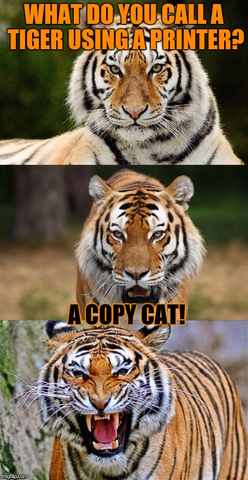Brought Dash's meme back for Tiger Week, July 24 - 31, a TigerLegend1046 event | WHAT DO YOU CALL A TIGER USING A PRINTER? A COPY CAT! | image tagged in tiger puns,tiger week,tiger,tigerlegend1046,dashhopes,printer | made w/ Imgflip meme maker