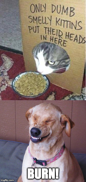 You're move cat....you're move. | BURN! | image tagged in iwanttobebacon,iwanttobebaconcom,burn,cat,dog,dog vs cat | made w/ Imgflip meme maker