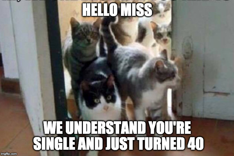 Meow. | HELLO MISS; WE UNDERSTAND YOU'RE SINGLE AND JUST TURNED 40 | image tagged in herd of cats,crazy cat lady,iwanttobebacon,iwanttobebaconcom,40 | made w/ Imgflip meme maker