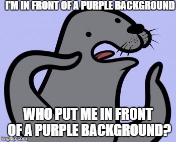 Homophobic Seal | I'M IN FRONT OF A PURPLE BACKGROUND; WHO PUT ME IN FRONT OF A PURPLE BACKGROUND? | image tagged in memes,homophobic seal | made w/ Imgflip meme maker