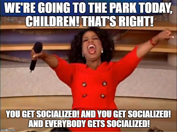 Oprah You Get A | WE'RE GOING TO THE PARK TODAY, CHILDREN!
THAT'S RIGHT! YOU GET SOCIALIZED! AND YOU GET SOCIALIZED! AND EVERYBODY GETS SOCIALIZED! | image tagged in memes,oprah you get a | made w/ Imgflip meme maker