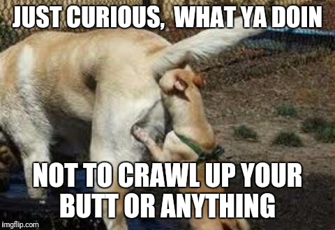 knowledgelink | JUST CURIOUS,  WHAT YA DOIN; NOT TO CRAWL UP YOUR BUTT OR ANYTHING | image tagged in curious,dogs,butt,knowledge is power,knowledge | made w/ Imgflip meme maker
