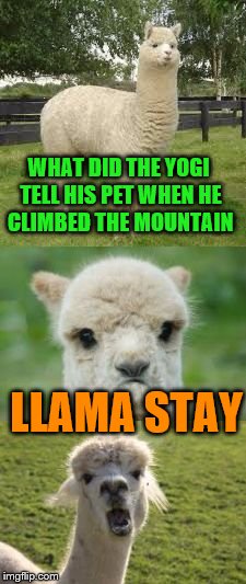 Alpaca Bad Pun | WHAT DID THE YOGI TELL HIS PET WHEN HE CLIMBED THE MOUNTAIN; LLAMA STAY | image tagged in alpaca bad pun | made w/ Imgflip meme maker