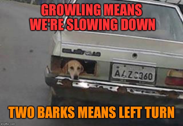 And if he can nip at your bumper, you're following too close. | GROWLING MEANS WE'RE SLOWING DOWN; TWO BARKS MEANS LEFT TURN | image tagged in car meme,dog,puppy,trunk,car memes,automotive | made w/ Imgflip meme maker