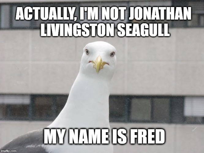 ACTUALLY, I'M NOT JONATHAN LIVINGSTON SEAGULL; MY NAME IS FRED | image tagged in seagull,steven seagal,my face when,what if i told you | made w/ Imgflip meme maker