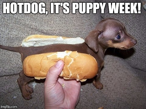It's Puppy Week! - a Lordcakethief Event, June 11th -17th | HOTDOG, IT'S PUPPY WEEK! | image tagged in puppy week,funny dogs,cute puppies,jbmemegeek,dogs,puppy | made w/ Imgflip meme maker