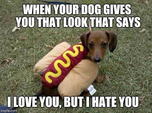  Puppy Week - A Lordcakethief Event, June 11th -17th | WHEN YOUR DOG GIVES YOU THAT LOOK THAT SAYS; I LOVE YOU, BUT I HATE YOU | image tagged in cute puppy,funny dogs,jbmemegeek,puppy week,hot dog,wiener dog | made w/ Imgflip meme maker