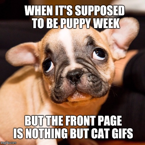 Puppy Week - A Lordcakethief Event, June 11th -17th | WHEN IT'S SUPPOSED TO BE PUPPY WEEK; BUT THE FRONT PAGE IS NOTHING BUT CAT GIFS | image tagged in jbmemegeek,cute puppies,puppy week,funny dogs,funny cats,puppy | made w/ Imgflip meme maker
