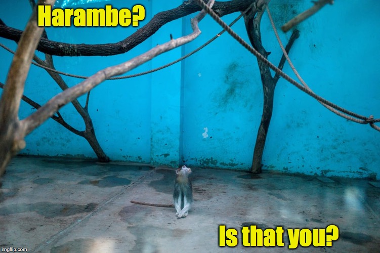 I'm hearing voices | Harambe? Is that you? | image tagged in monkey,enclosure,harambe | made w/ Imgflip meme maker