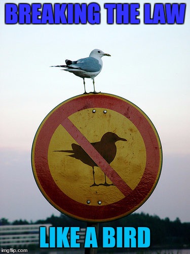 That is one Bad to the bone bird | BREAKING THE LAW; LIKE A BIRD | image tagged in memes,dank,bird,animals,breaking the law | made w/ Imgflip meme maker