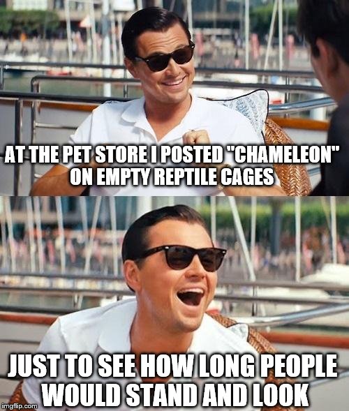 Leonardo Dicaprio Wolf Of Wall Street Meme | AT THE PET STORE I POSTED "CHAMELEON" ON EMPTY REPTILE CAGES; JUST TO SEE HOW LONG PEOPLE WOULD STAND AND LOOK | image tagged in memes,leonardo dicaprio wolf of wall street | made w/ Imgflip meme maker