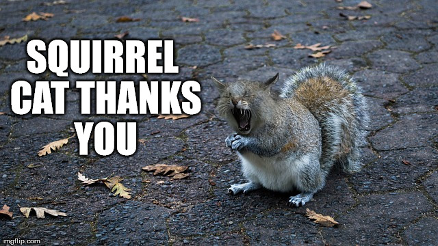 SQUIRREL CAT THANKS YOU | made w/ Imgflip meme maker