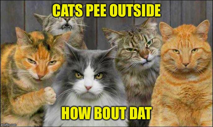 Gangster cats ask “How bout dah?” | CATS PEE OUTSIDE; HOW BOUT DAT | image tagged in gangster cats,cats,pee,funny cat memes,how bout dah,how bow dah | made w/ Imgflip meme maker
