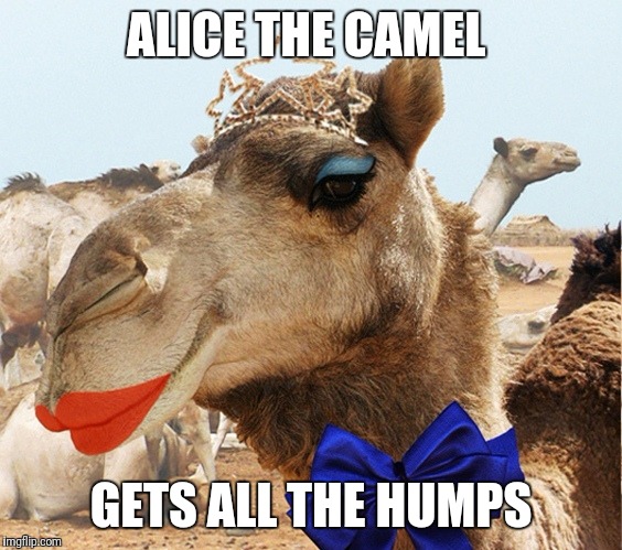 Ba dum dum dum | ALICE THE CAMEL; GETS ALL THE HUMPS | image tagged in funny,memes,camel,animals | made w/ Imgflip meme maker