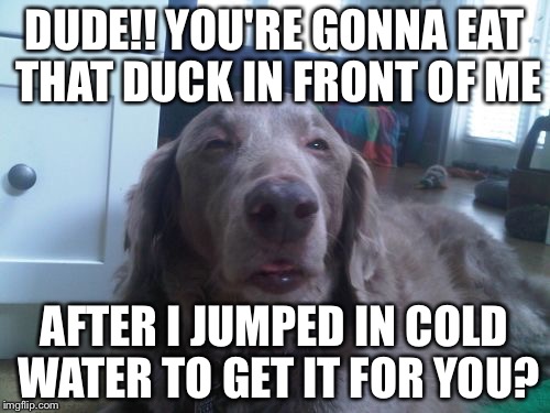 High Dog | DUDE!! YOU'RE GONNA EAT THAT DUCK IN FRONT OF ME; AFTER I JUMPED IN COLD WATER TO GET IT FOR YOU? | image tagged in memes,high dog | made w/ Imgflip meme maker