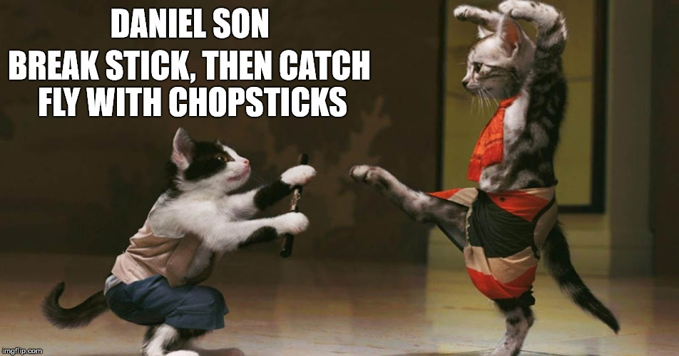 Karate Cat | DANIEL SON; BREAK STICK, THEN CATCH FLY WITH CHOPSTICKS | image tagged in cats,karate kid,memes,mr miyagi | made w/ Imgflip meme maker
