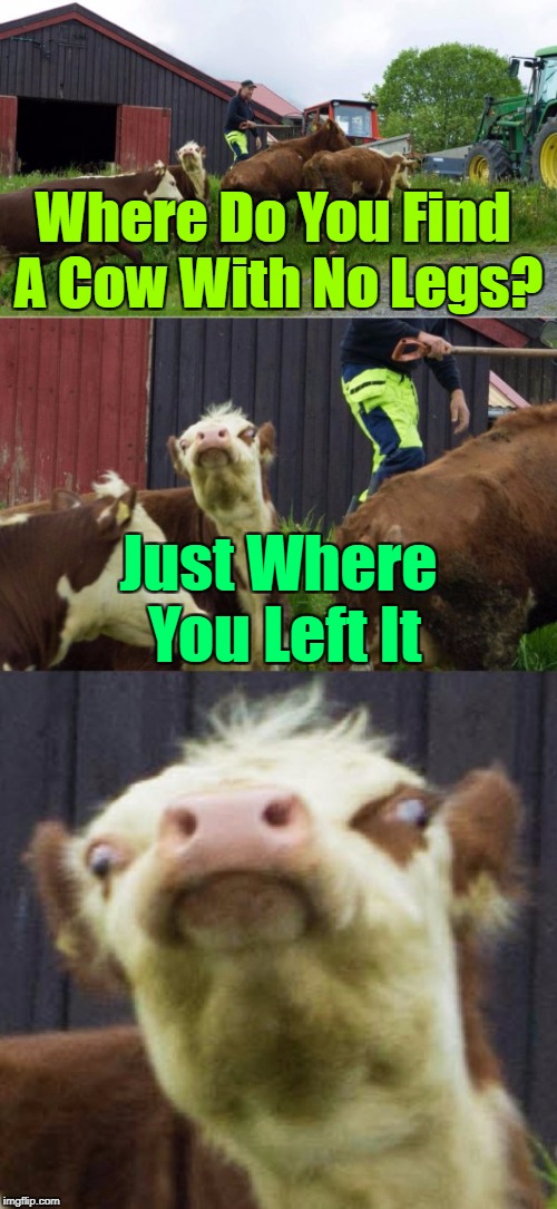 ·.¸¸.·♩♪♫ Mooooooo ♫♪♩·.¸¸.· | Where Do You Find A Cow With No Legs? Just Where You Left It | image tagged in bad pun cow,memes,jokes,cow jokes,google,craziness_all_the_way | made w/ Imgflip meme maker