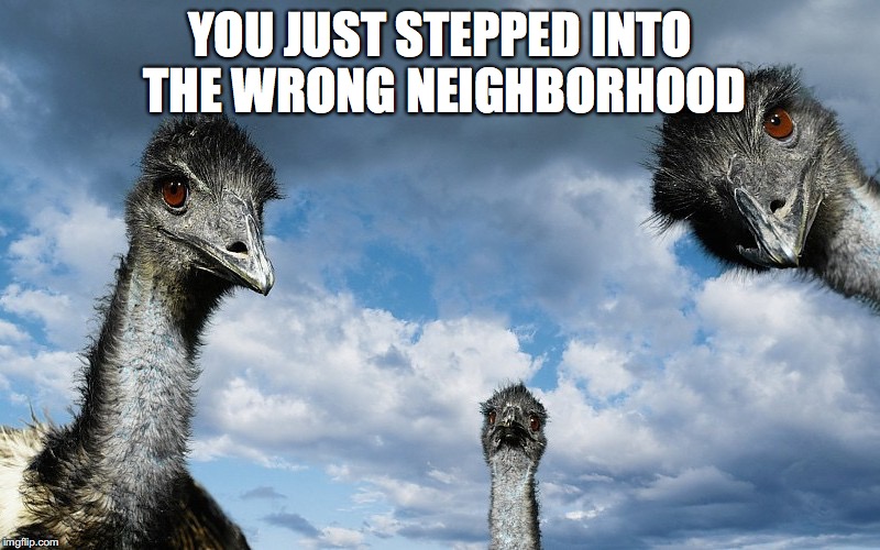 Its about to go down | YOU JUST STEPPED INTO THE WRONG NEIGHBORHOOD | image tagged in neighborhood,ostrich | made w/ Imgflip meme maker