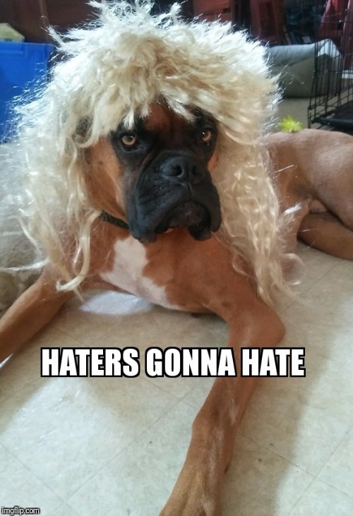 image tagged in bruiser pup,boxer,grumpydog,samuel l jackson,haters gonna hate | made w/ Imgflip meme maker