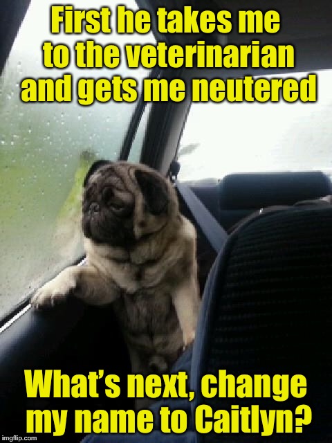Introspective Pug | First he takes me to the veterinarian and gets me neutered; What’s next, change my name to Caitlyn? | image tagged in introspective pug | made w/ Imgflip meme maker