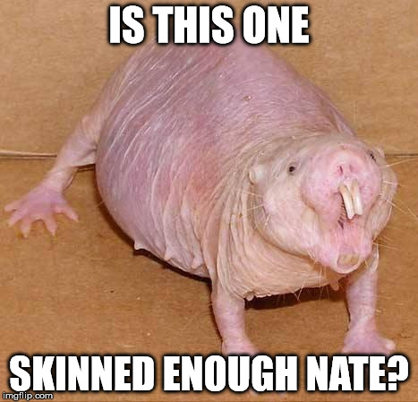 Naked Mole Rat Imgflip