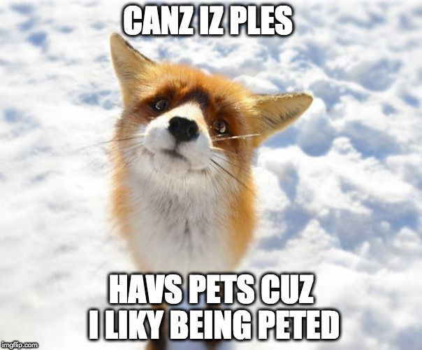 What Does The Fox Say? | CANZ IZ PLES; HAVS PETS CUZ I LIKY BEING PETED | image tagged in what does the fox say | made w/ Imgflip meme maker