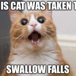 Ermergerd cat | THIS CAT WAS TAKEN TO; SWALLOW FALLS | image tagged in ermergerd cat | made w/ Imgflip meme maker