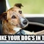 My new safety slogan | DRIVE LIKE YOUR DOG'S IN THE CAR. | image tagged in dog in car | made w/ Imgflip meme maker