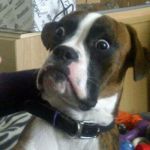 Boxer dog | ARE YOU SAYING; I WAS ADOPTED!?!? | image tagged in surprised boxer | made w/ Imgflip meme maker