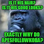 Use someone's USERNAME in your meme weekend! Friday - Sun Nov 11-12-13. | IS IT HIS HAIR? IS IT HIS GOOD LOOKS? EXACTLY WHY DO APESFOLLOWKOBA? | image tagged in thinking ape | made w/ Imgflip meme maker