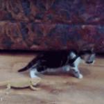 Image tagged in funny,fails,cute,gifs,cats
