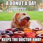 Dog Donuts | A DONUT A DAY; KEEPS THE DOCTOR AWAY | image tagged in dog donuts | made w/ Imgflip meme maker