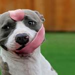 Dog tongue meme