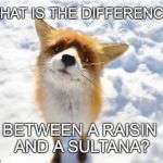 confused little fox asks the big questions in life | WHAT IS THE DIFFERENCE; BETWEEN A RAISIN AND A SULTANA? | image tagged in what does the fox say | made w/ Imgflip meme maker