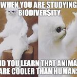 Confused Monkey / Cat | WHEN YOU ARE STUDYING BIODIVERSITY; AND YOU LEARN THAT ANIMALS ARE COOLER THAN HUMANS | image tagged in confused monkey / cat | made w/ Imgflip meme maker