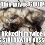 Playing dead  | This guy is GOOD! I've kicked him twice and he's still playing possum! | image tagged in opossum,memes,original meme,meme,funny meme,funny animals | made w/ Imgflip meme maker