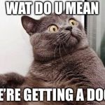 Surprised cat | WAT DO U MEAN; WE’RE GETTING A DOG? | image tagged in surprised cat | made w/ Imgflip meme maker