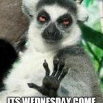 wednesday | WHO CARES; ITS WEDNESDAY COME BACK WHEN IT IS FRIDAY | image tagged in whoa lemur,who cares,funny,funny animals,wednesday,funny memes | made w/ Imgflip meme maker