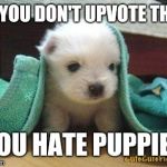 Cute puppy | IF YOU DON'T UPVOTE THIS; YOU HATE PUPPIES | image tagged in cute puppy | made w/ Imgflip meme maker