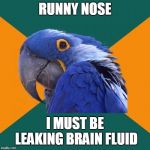 Paranoid Parrot Meme Generator Imgflip