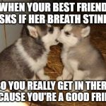 Bad Breath Checker (Doggo Week March 10-16 a Blaze_the_Blaziken and 1forpeace Event) | WHEN YOUR BEST FRIEND ASKS IF HER BREATH STINKS; SO YOU REALLY GET IN THERE BECAUSE YOU'RE A GOOD FRIEND | image tagged in memes,cute puppies,best friends,doggo week,bad breath,funny | made w/ Imgflip meme maker