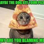 The dog must be the favorite | MAYBE THE DOG ATE YOUR PIZZA; WHY ARE YOU BLAMING ME? | image tagged in pizza cat,memes,cats,funny | made w/ Imgflip meme maker