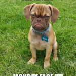 Grumpy Puppy Earl | THIS IS MY; MONDAY FACE !!!! | image tagged in grumpy puppy earl | made w/ Imgflip meme maker