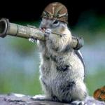 Bazooka Squirrel meme