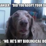 High Dog Meme | STRANGER:  “DID YOU ADOPT YOUR DOG?”; ME:  “NO. HE’S MY BIOLOGICAL DOG.” | image tagged in memes,high dog | made w/ Imgflip meme maker