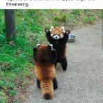 Red Panda Trivia meme